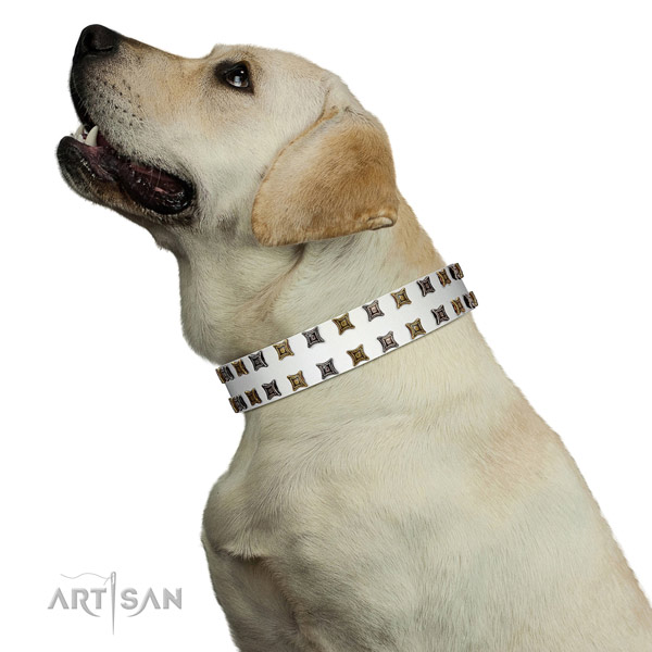 Reliable leather dog collar with studs for your canine