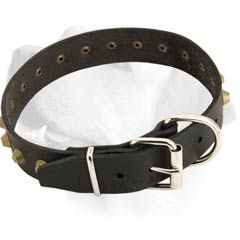 Buckled Handmade Designer Collar For Labrador
