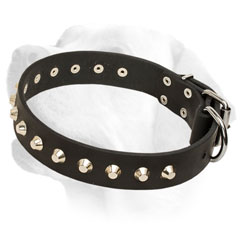 High     quality leather Labrador collar with nickel pyramids