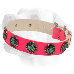 Fashionable Leather Labrador Collar for Walking