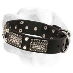 Decorated leather Dog Collar for Labrador