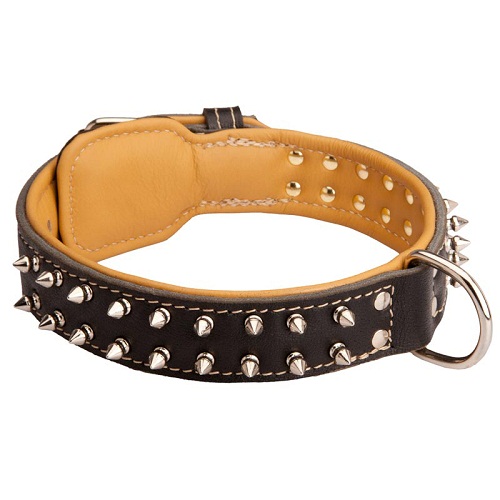 Padded Leather Labrador collar with 2 Rows of Handset Spikes