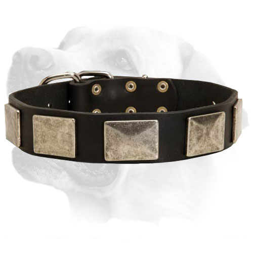 Buckled Wide Dog Collar For Labradors