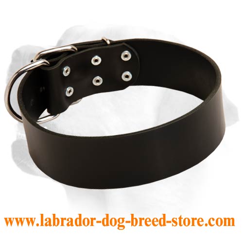 Labrador Wide Dog Leather Collar For Everyday Walking