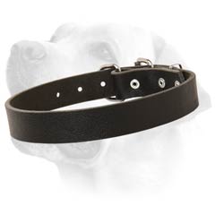 Labrador Dog Leather Collar For Everyday Walking