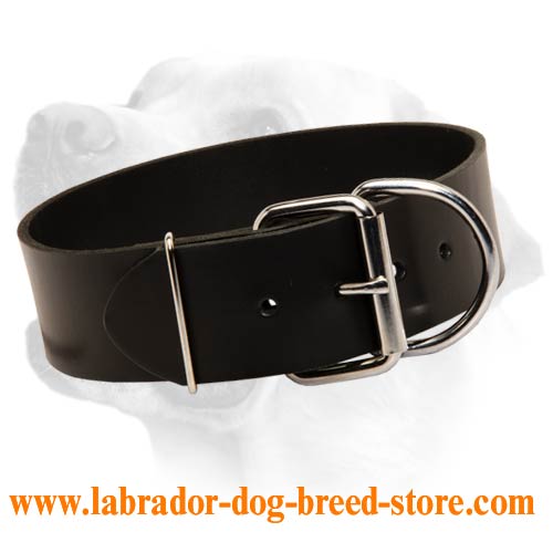 Labrador Wide Leather Dog Collar