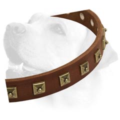 Labrador Handcrafted Leather Dog Decorative Collar