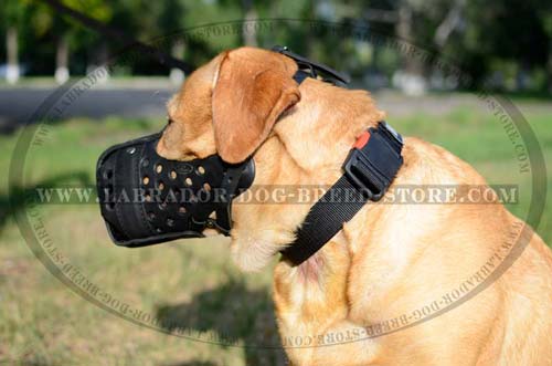 Handmade Leather Labrador Muzzle With Steel Reinforcement