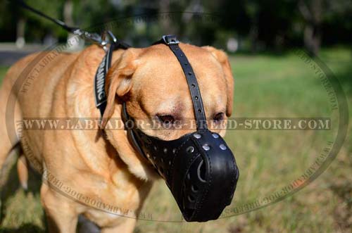 High-Quality Leather Labrador Collar For Safe Walking