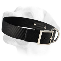 Labrador Nylon Dog Collar