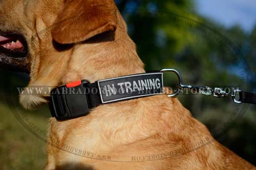 Labrador Lightweight Nylon Dog Collar