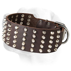 High quality leather Labrador collar with fashionable pyramids