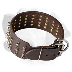 Strong leather collar with decoration for Labradors