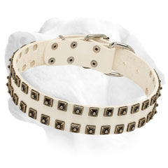 Pretty white leather collar for Labrador