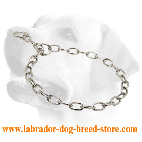choke chain for labrador