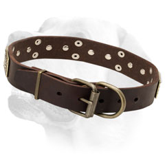 Labrador collar with brass ornamentation
