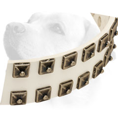 White Leather Labrador collar with nickel studs