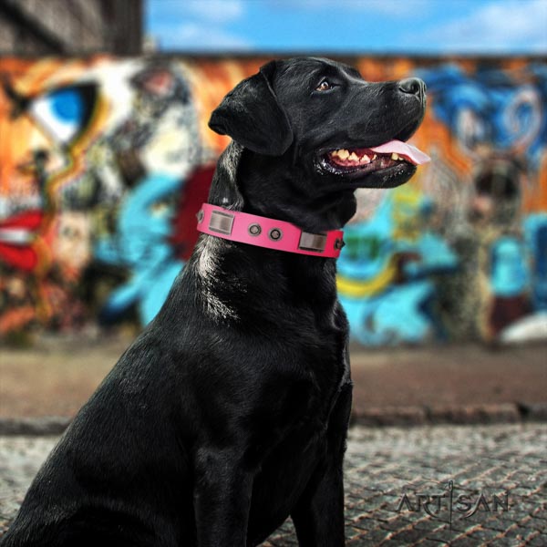 Labrador significant adorned leather dog collar for stylish walking