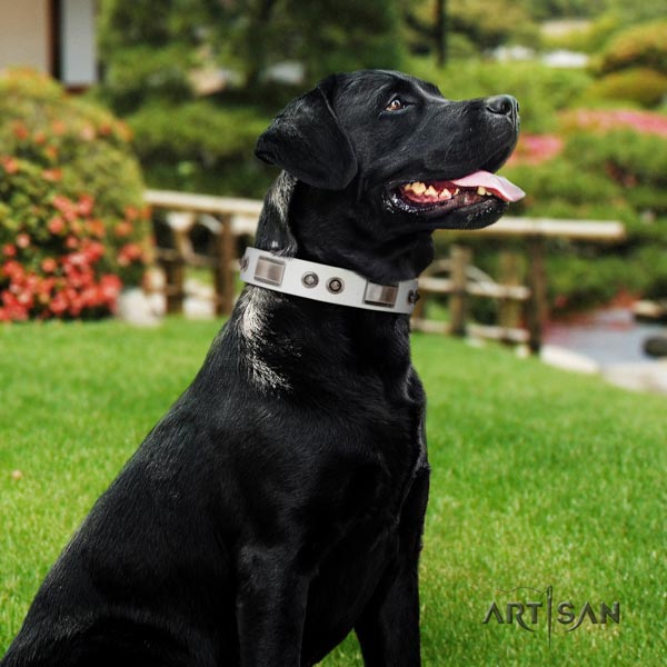 Labrador trendy embellished full grain genuine leather dog collar for daily walking