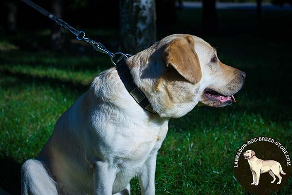 Labrador black leather collar with strong quick release buckle for walking