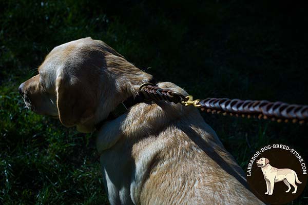 Labrador brown leather collar with braids with traditional buckle for stylish walks