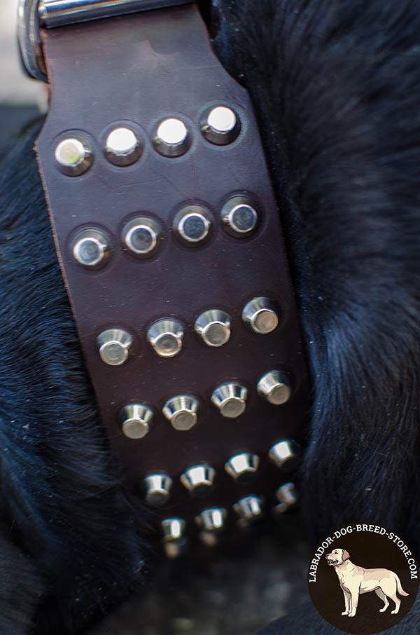 Labrador brown leather collar with reliable fittings for quality control