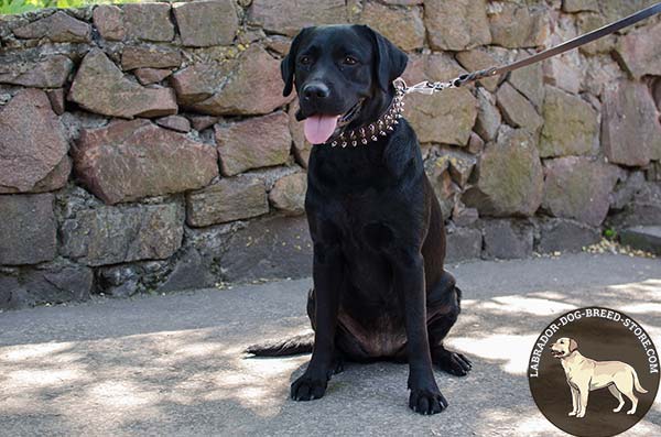 Labrador brown leather collar with vintage studs for stylish walks
