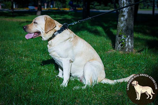 Labrador black leather collar easy-to-adjust with quick release buckle for daily activity