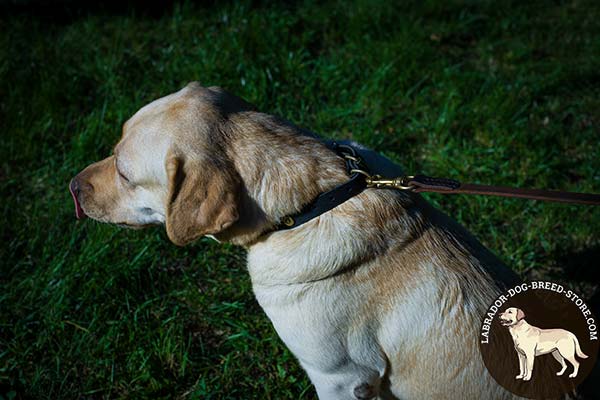 Labrador black leather collar of genuine materials with studs placed in row for daily walks