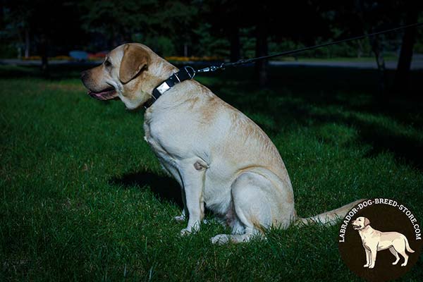 Labrador black leather collar with rust-proof nickel plated fittings for improved control