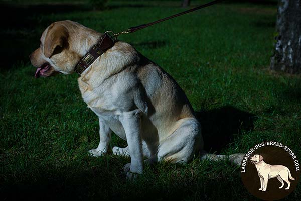 Labrador brown leather collar with duly riveted quick release buckle for any activity