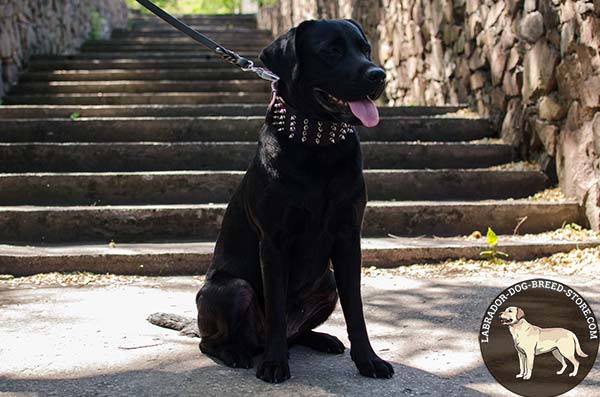 Labrador brown leather collar with reliable fittings for utmost comfort