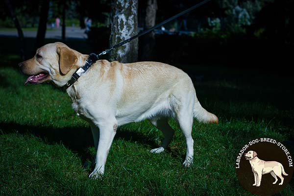 Labrador black leather collar with corrosion resistant hardware for improved control