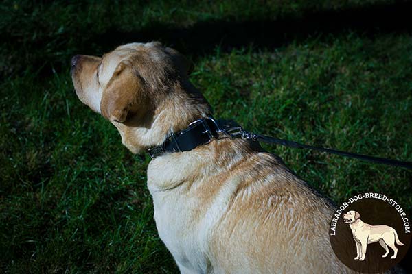 Labrador black leather collar with reliable quick release buckle for utmost comfort