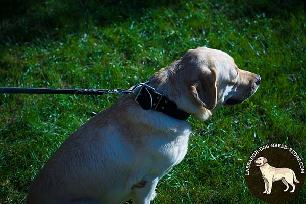 Labrador black leather collar with durable hardware for walking