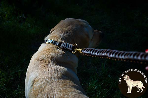 Labrador brown leather collar with rust-free hardware for advanced training