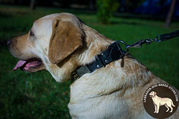 Labrador black leather collar adjustable  with d-ring for leash attachment for safe walking