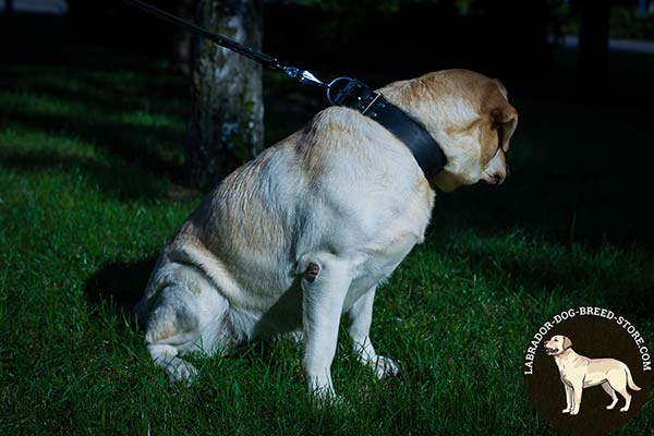 Labrador black leather collar with strong quick release buckle for daily activity