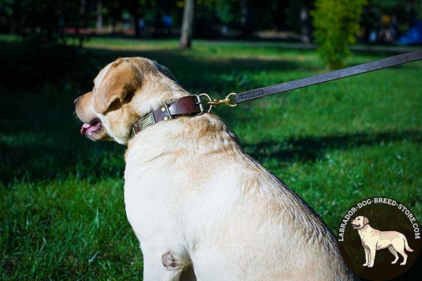 Labrador brown leather collar of high quality studded for stylish walks
