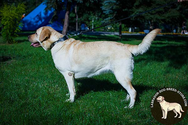 Labrador black leather collar of high quality adorned with studs and plates for stylish walks