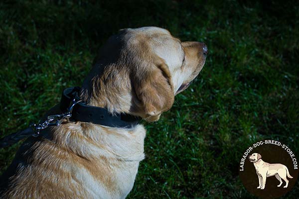 Labrador black leather collar of high quality with nickel plated hardware for quality control