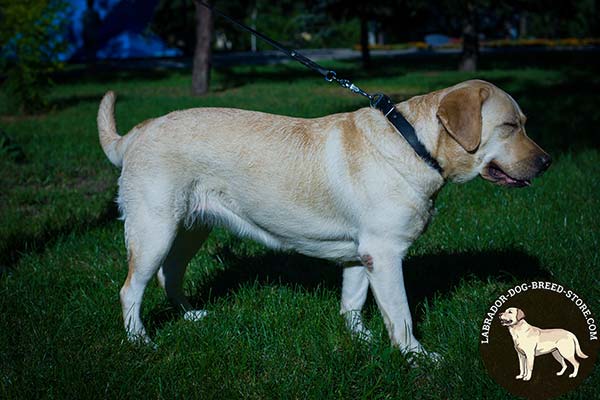 Labrador black leather collar double ply with riveted hardware for walking