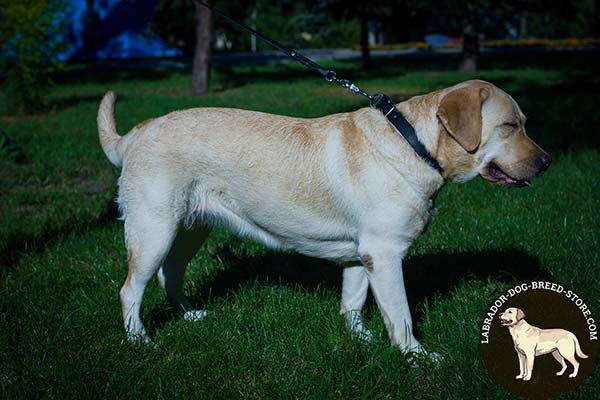 Labrador black leather collar double ply with riveted hardware for walking