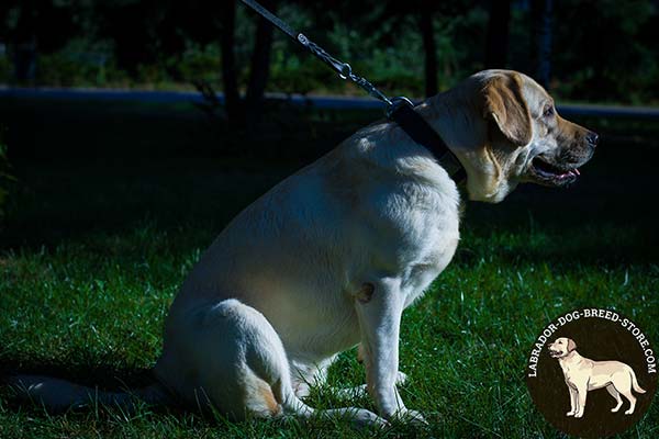 Labrador black leather collar of genuine materials with plates placed in row for daily walks