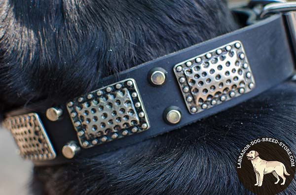 Labrador black leather collar of lightweight material with d-ring for leash attachment for daily activity