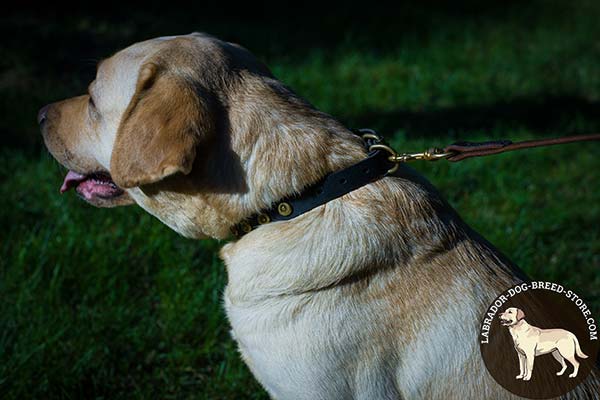 Labrador black leather collar with durable fittings for basic training