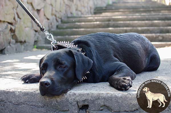 Labrador brown leather collar with rust-proof nickel plated hardware for professional use