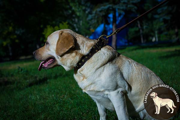 Labrador black leather collar with rust-resistant fittings for daily activity