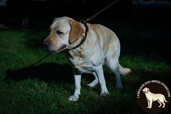 Labrador brown leather collar with rust-resistant brass plated hardware for improved control