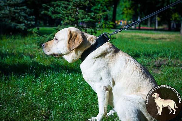 Labrador black leather collar with rust-resistant fittings for improved control